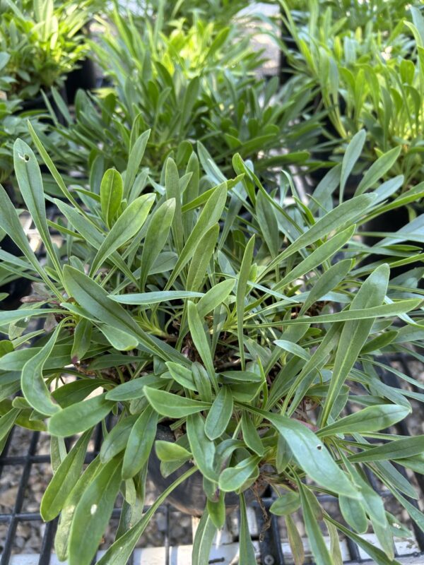 Tickseed Coreopsis - Coreopsis Verticillata
