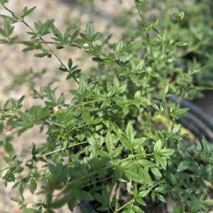Winter Jasmine - Jasminum Nudiflorum
