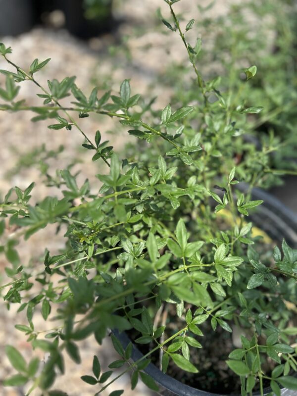 Winter Jasmine - Jasminum Nudiflorum