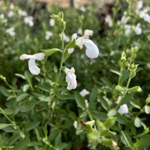 White Autumn Sage-Salvia greggi 'White'